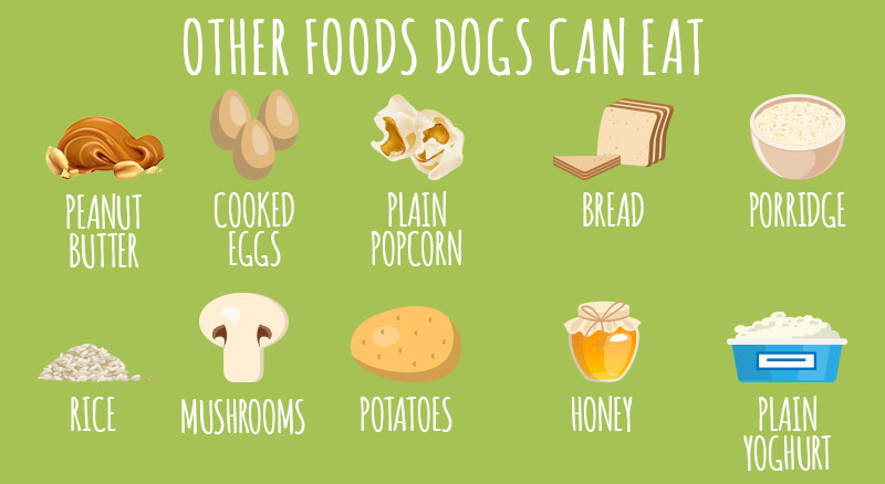 What Dogs Can and Can't Eat | Foods To Be Cautious About | Animigo