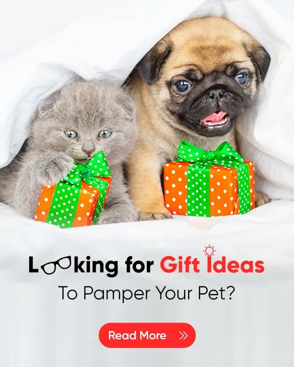 Pet Accessories - Pamper Your Pet