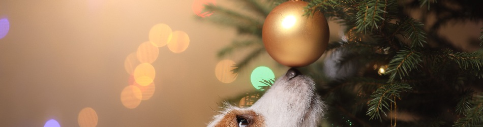 -Are Christmas trees poisonous to dogs