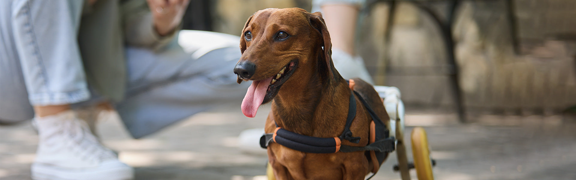 How To Manage Arthritis In Dogs In Colder Weather Animigo Animigo UK