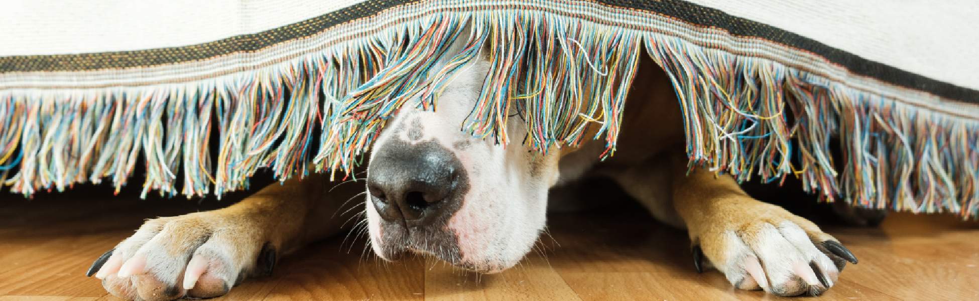 7 Ways to Calm Dogs and Cats During New Year’s Eve Fireworks Animigo UK