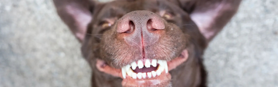 Cleaning Your Dog's Teeth Without Brushing