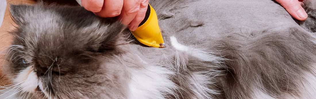 Cat Haircuts: 10 Of The Best Styles for Your Feline