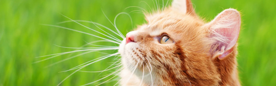 How To Tell If Your Cat Is Healthy