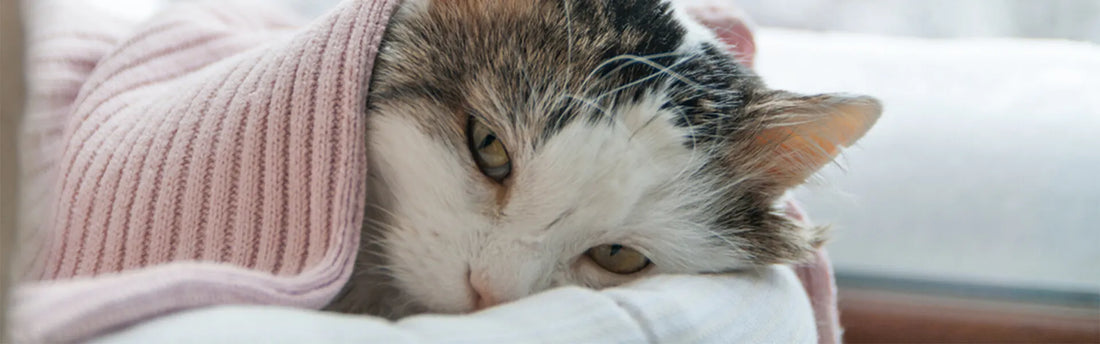 Upset Stomach in Cats