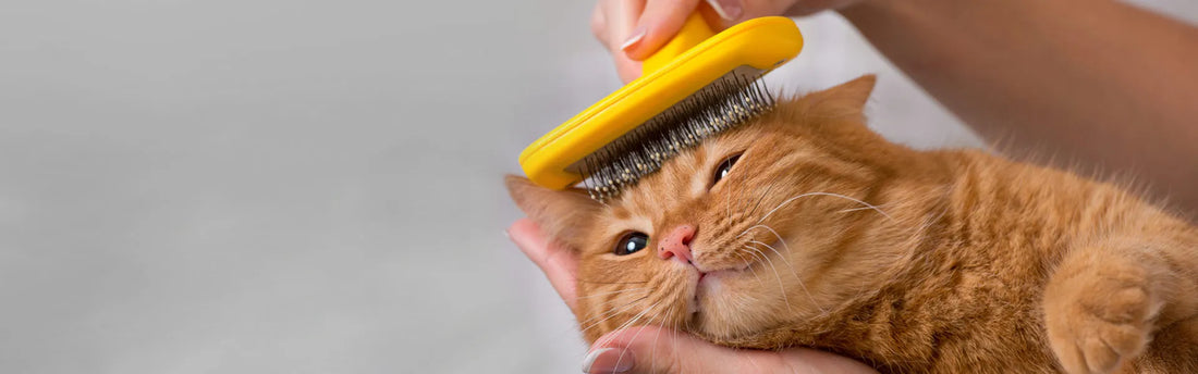 Cat Grooming